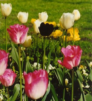 Tulpen